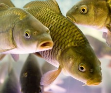 КАРП С АПЕЛЬСИНАМИ