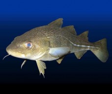 ШНИЦЕЛЬ  ИЗ  ТРЕСКИ