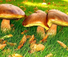 ЯЙЦА, ФАРШИРОВАННЫЕ ГРИБАМИ