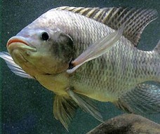 ТИЛАПИЯ, ЗАПЕЧЕННАЯ С СЫРОМ