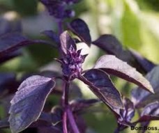 СПАГЕТТИ  ( БЕЛЛА)